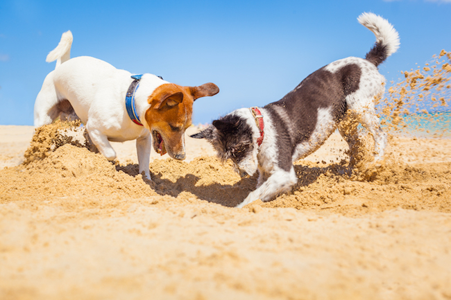Beach Etiquette For Dogs