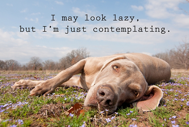 What To Do When You Have a Lazy Dog