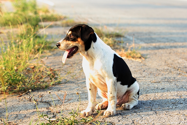 Saving Strays: What To Do When You Find a Stray Pet