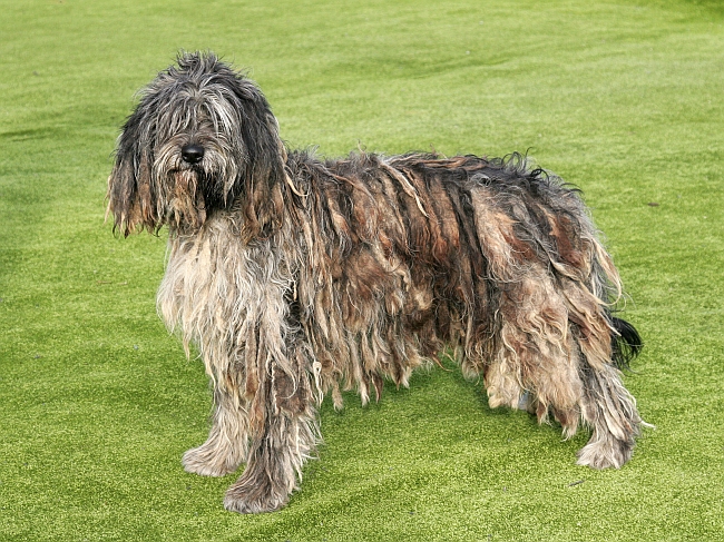 Corded Coat Dog Breeds