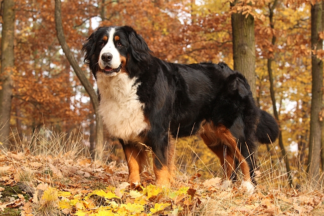 The Most Athletic Dog Breeds