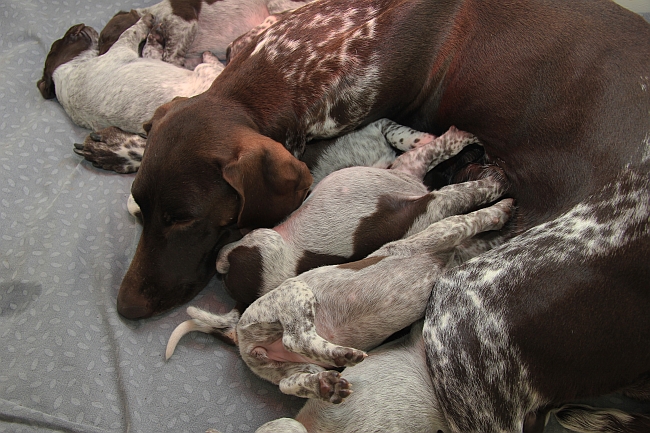 How Long is a Dog Pregnancy (Gestation Period)?