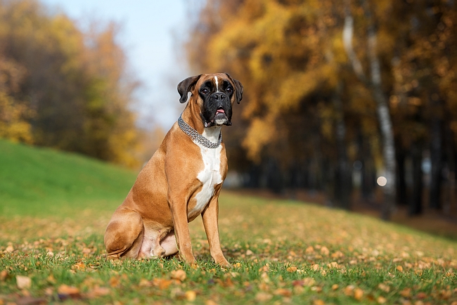 Facts About Boxer Dogs