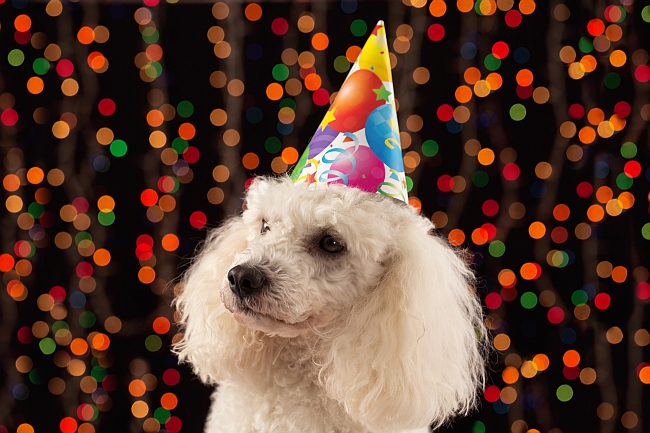 New Year’s Resolutions for Pet Owners