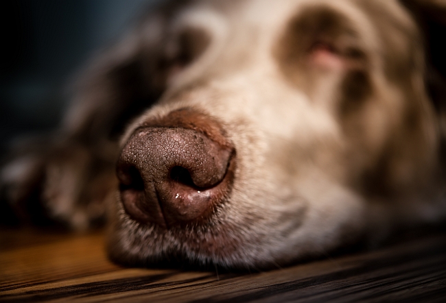 Facts About Dog Noses