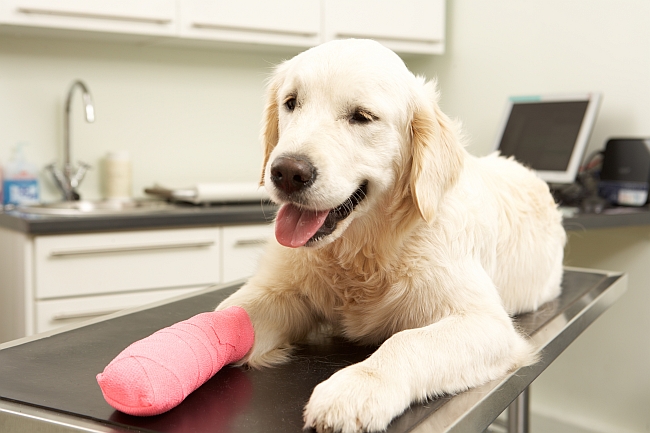 6 Reasons Why You Should Consider Pet Insurance