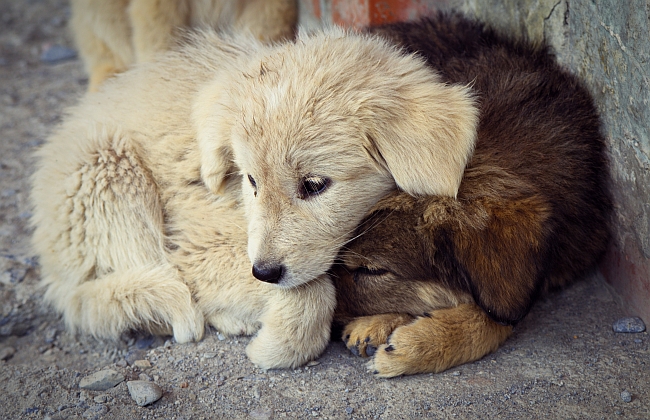 5 Ways to Boycott Puppy Mills
