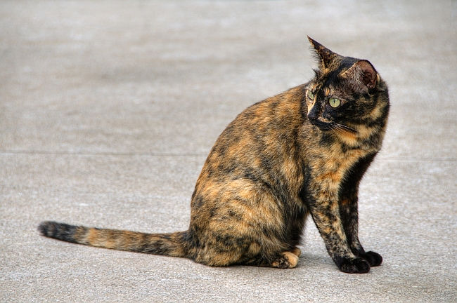 Falling in Love with Tortoiseshell Cats
