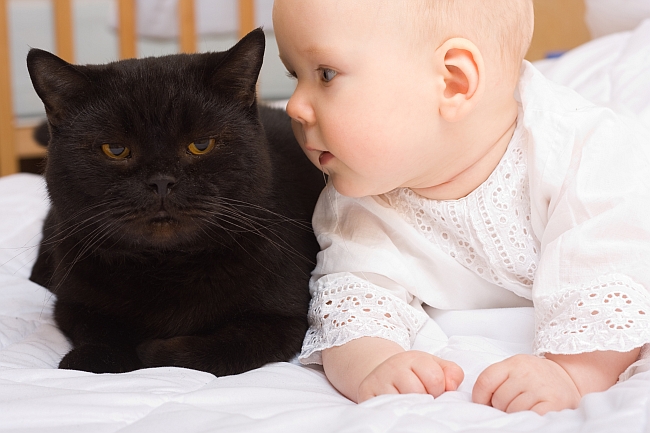 Cats and Newborn Babies