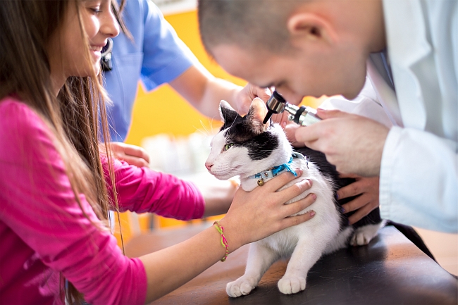 Dealing with Deafness in Pets