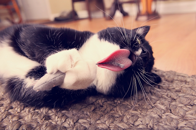 Catnip Mishaps: Is Catnip Right For Your Feline?