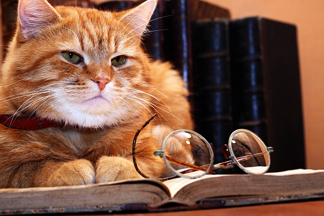 8 Key Life Lessons You Can Learn From Cats