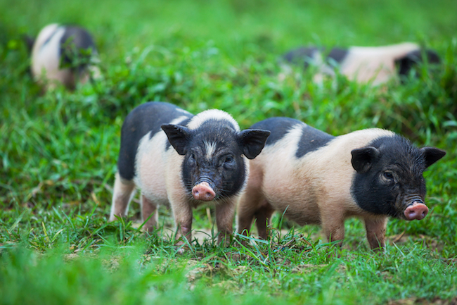 Reasons to Own a Pot-Bellied Pig
