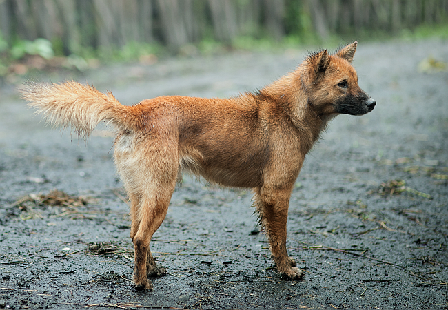 The 10 Oldest Dog Breeds | Pawversity