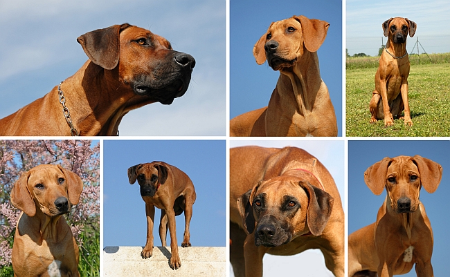 Rhodesian Ridgebacks | Pawversity