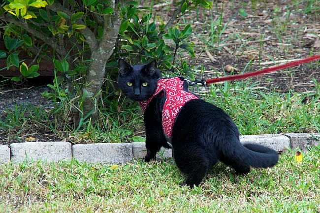 How To Train Your Cat To Walk On A Leash