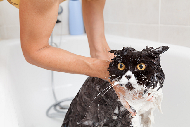 Shampooing, Conditioning and Blow-drying Pets