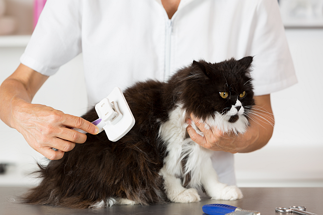 Home Grooming Tips for Long-Haired Cats