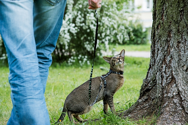 Should You Walk Your Cat on A Leash?