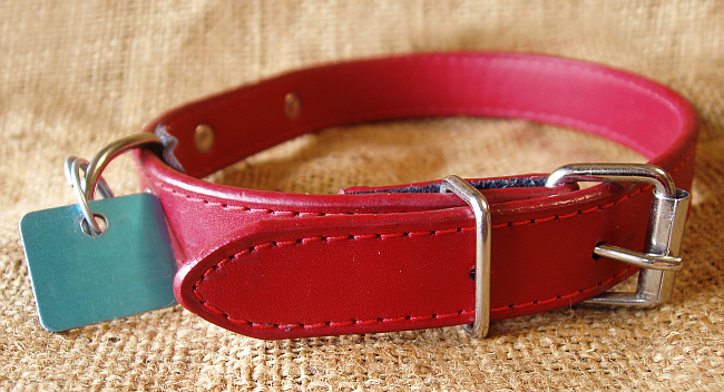 Best Types of Dog Collars