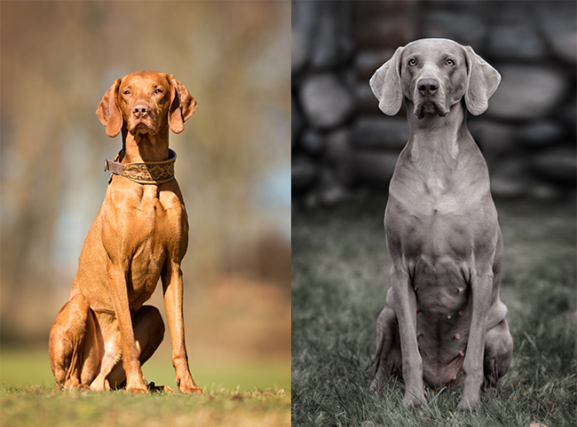 Twin Dogs – How Well Do You Know These Breeds?