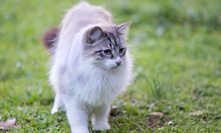 Facts About Birman Cats