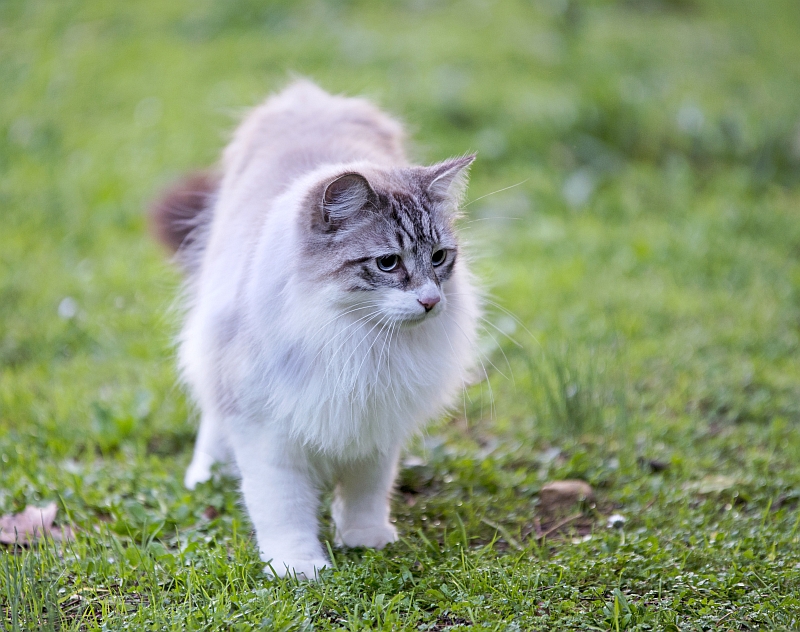 Facts About Birman Cats
