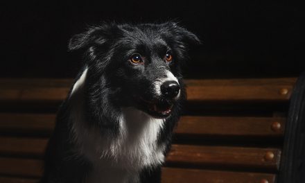 Can Dogs See In The Dark?