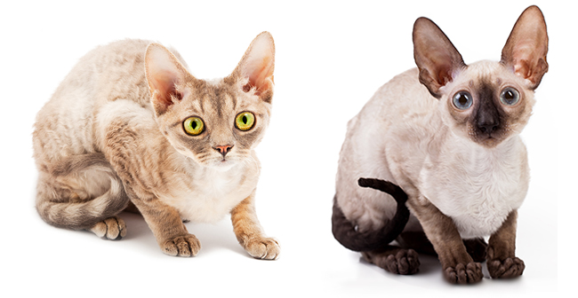 Devon Rex  Tinker Toy Cat (World Smallest Cat)