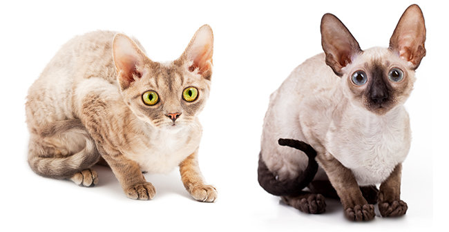  Devon  Rex  and Cornish  Rex  Cats Pawversity