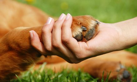 Pampered Paws: Caring For Pet Feet