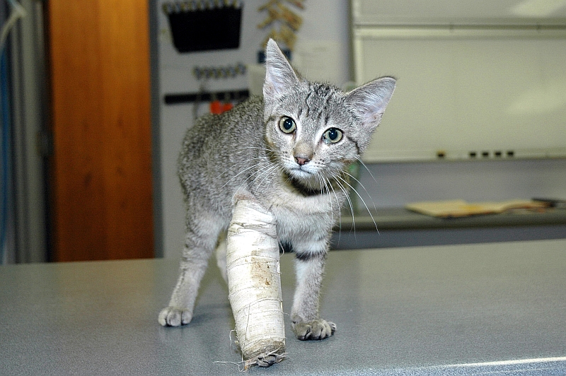 What To Do When Your Pet Gets a Fracture