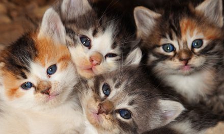 What To Do If You Find An Abandoned Litter of Kittens