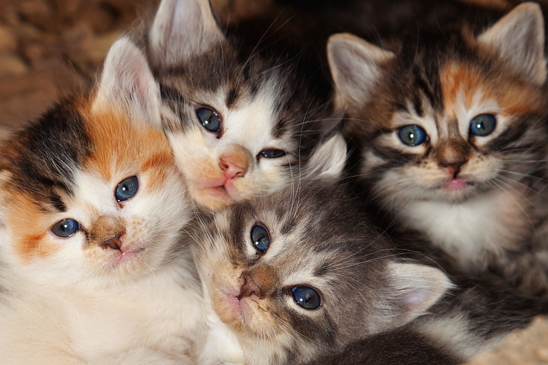 What To Do If You Find An Abandoned Litter of Kittens
