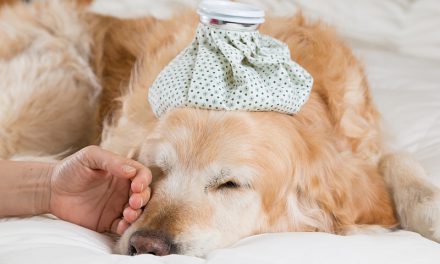 Caring For Convalescing Pets