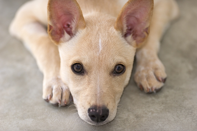 Why You Should Care About Ear Care for Pets