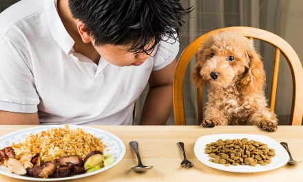Safety Tips For Feeding Dogs Human Food