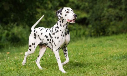 Most Difficult to Train Dog Breeds