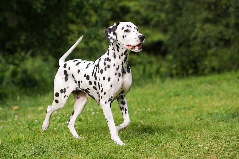 Most Difficult to Train Dog Breeds