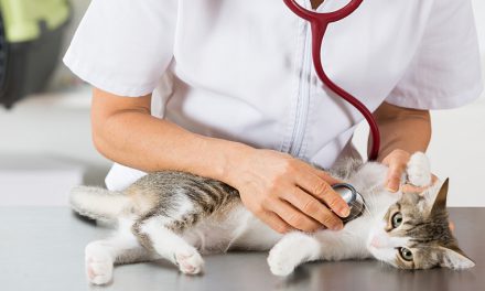 Feline Foul Play : The Most Common Cat Injuries
