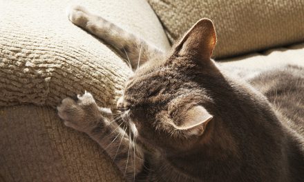 Why Cats Love to Scratch