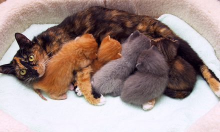 Postpartum Care For Dogs and Cats