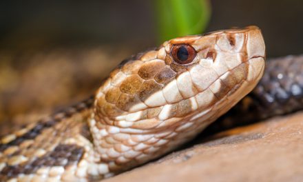 Snake Bite Symptoms and Severity
