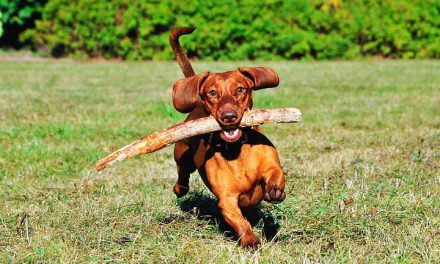 Are Sticks Dangerous For Dogs?