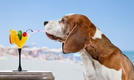 What’s All The Fuss About Gourmet Pet Food?