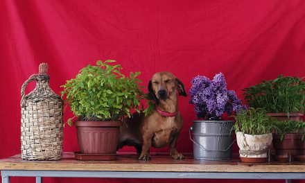 The Easiest “Pet Plants” To Keep