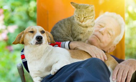 Dogs VS Cats: Who Loves Their Humans More?