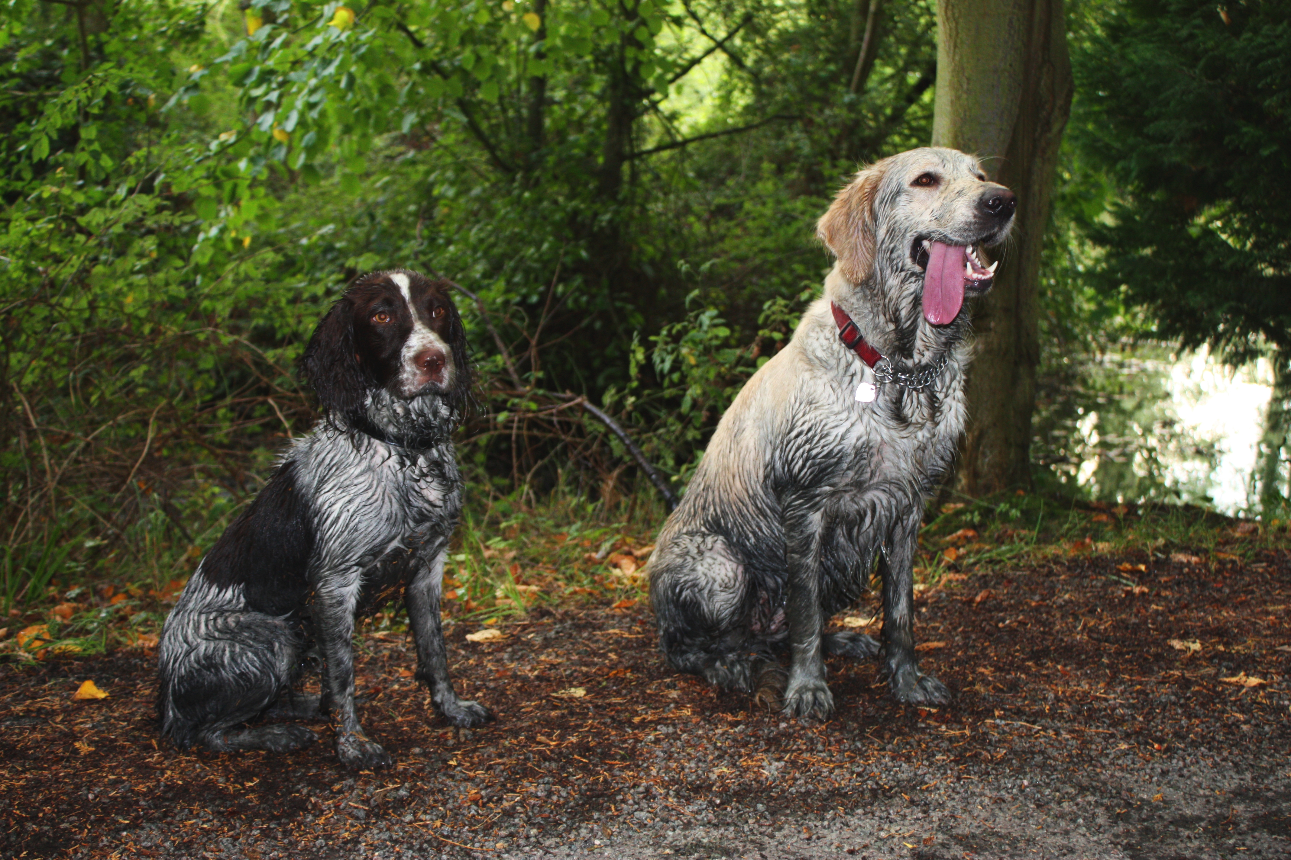 muddy dog