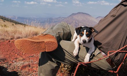 5 Reasons To Take A Road Trip With Your Dog