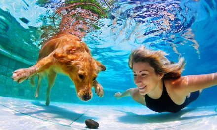Summertime Bucket List for Pet Owners
